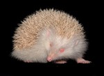 Albino Hedgehog, Mid