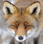 Red Fox, Haarlem, Ne
