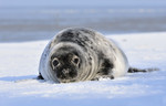 Grey Seal pup, Grien