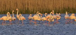 Greater Flamingo\'s,
