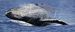 Humpback Whale breac