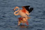Greater Flamingo\'s 