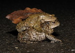 Toad migration, Bloe