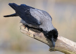 Hooded Crow, Oderdel
