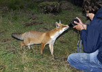 Fox Photography, Vel