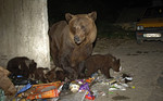 Brown Bear family fo