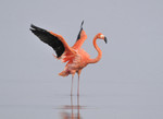 Caribean Flamingo, B