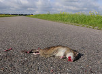 Rat, roadkill, the N