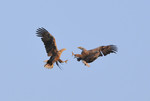 White-tailed Eagles,