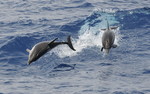 Striped Dolfins, Lig