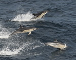 Common dolfins, Bay 