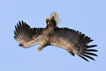 White-tailed Eagle p