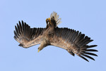 White-tailed Eagle f