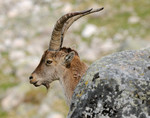 Iberian Ibex, Sierra