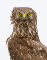 Female Hen Harrier, 