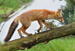 Red Fox climbing, th