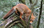 Red Fox climbing