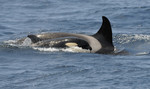Orca female swimming