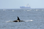 Female Orca, Strait 