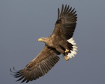 White-tailed Eagle, 