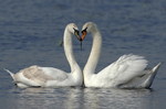 Mute Swans, Amsterda