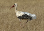 White Stork, Spain 2