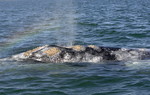 Grey Whale blowing, 