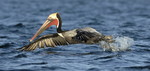 Brown Pelican,  Baja