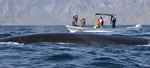 Blue Whale, Baja Cal