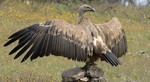 Griffon Vulture sunb