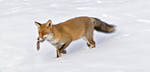 Red Fox with rabbitl