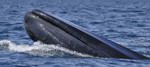 Blue Whale, Baja Cal