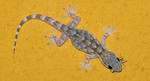 Gecko on the ceiling