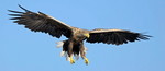 White-tailed Eagle, 