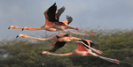 Caribean Flamingo\'s