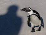 African Pinguin, Sim
