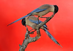 Blue-winged Magpies 