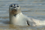 Harbor Seal, Katwijk