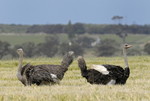Ostriches, Struisbaa