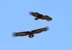 Cinerous Vultures, E