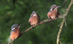 Three Kingfishers fl