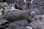 Otter in the Extrema