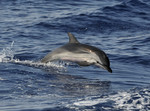Striped Dolfin, Ligu