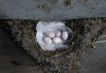 Nest of Barnswallows