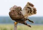 Female Hen Harrier