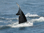 Orca tailfluke, Stra