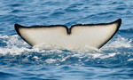 Orca tail, Strait of