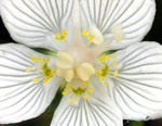 Parnassia flowering 