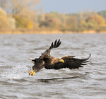 White-tailed Eagle i