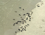 Grey Seal colony in 